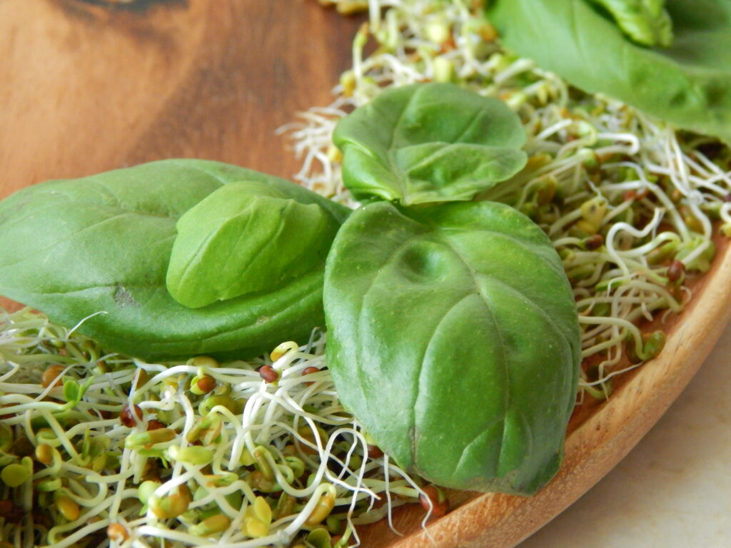 Basil on sprouts