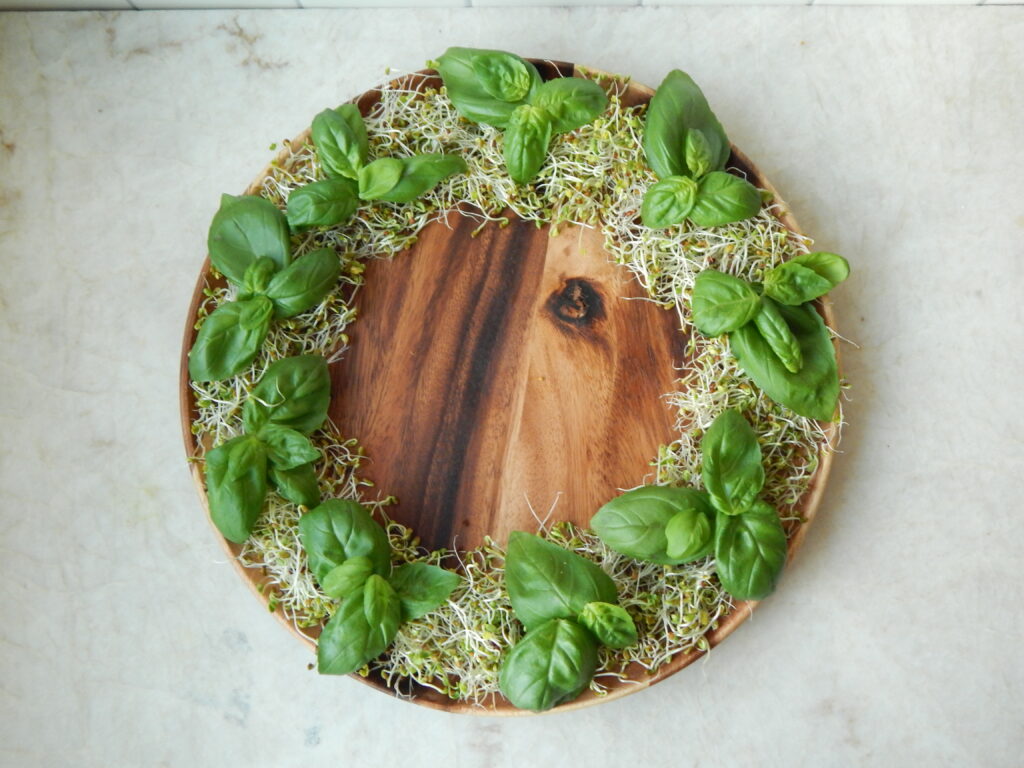 Basil on sprouts